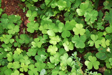 Yellow Sorrel , Oxalis corniculata plant 