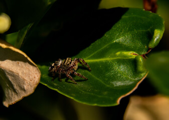 A Tan Jumping Spider on a Leaf Waiting on Prey