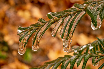 ice covered needles