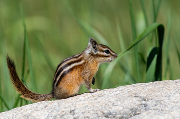 Least Chipmunk Ready to Spring into Action