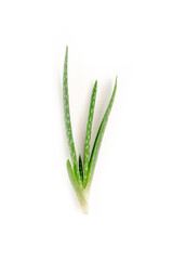 Aloe vera isolated on white background. Medicinal plant. Used to treat and to make a cream. Flat lay. Top view.