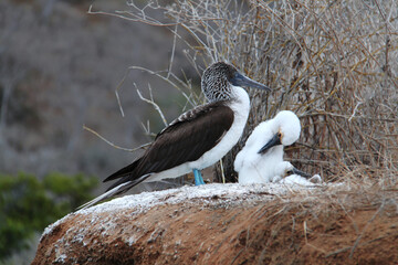 The Blue Footed Booby bird in its nest, Galapagos