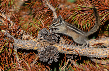 An Adorable Least Chipmunk Frolicking in a Pine Tree