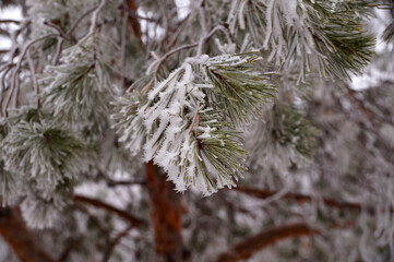 Frosted spruce branch in the city park