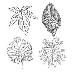 Domesticated home  and city forest seasonal leaves drawing set. Collections  of seasonal leaf. Floral design elements. Summer sale prints, vector.