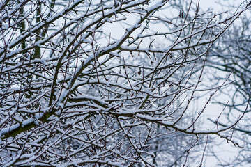winter park with snow covered trees. Branches of trees brought by snow. Snowfall. branches of bushes are covered with snow. Winter