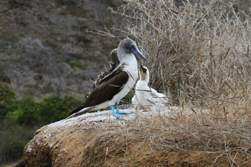 The Blue Footed Booby bird in its nest, Galapagos