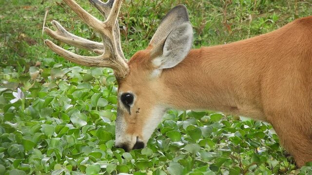 Great close up of a Marsh Deer (Swamp Deer) - Blastocerus dichotomus feeding in a small lake covered in water plants. Second in the series, this shot is slightly further back.