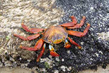 The red crab of the Galapagos Islands
