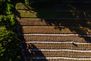 Vegetables growing in the farm garden, Agricultural organic green food industry production of salad lettuce on field, top view scene from drone