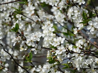 Tree blossom