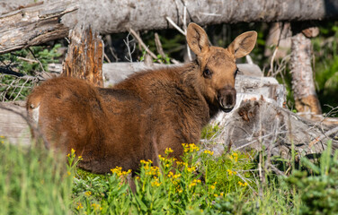 An Adorable Moose Calf Roaming the Mountains