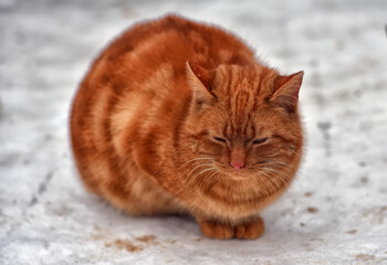 homeless ginger cat outdoors in the snow in winter - 405567260