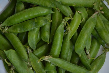 Green pea pods from farmland. Pea freshly picked. Organic spring pea pods. Fresh vegetables. Healthy eating. Country garden harvest.