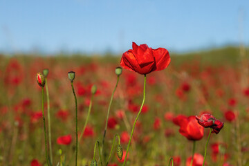 Red poppy flowers