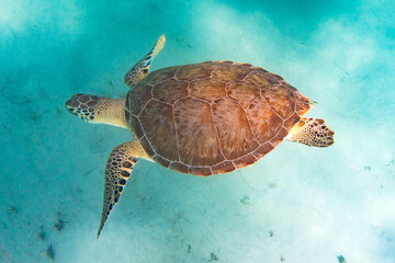 Endangered sea turtle swimming underwater 
