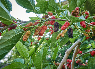 Fresh and organic mulberry fruits