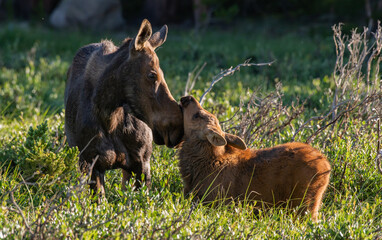 An Affectionate Moose Mother Tending to her Calf