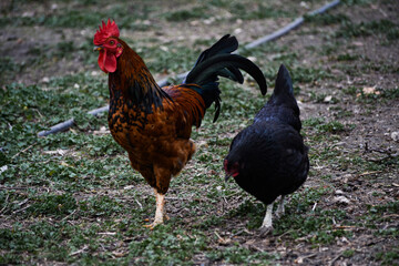Preja de gallo y gallina kika