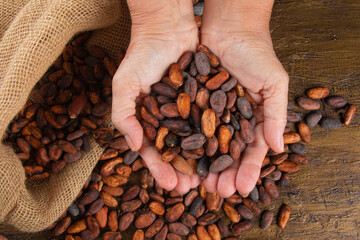 Hands holding freshly harvested raw cocoa beans over a bag with cocoa beans