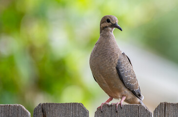 A Mourning Dove Fledgling after Leaving Nest