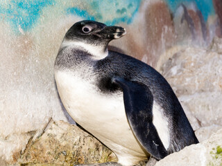 Naklejka premium Young African penguin is sitting on a rock