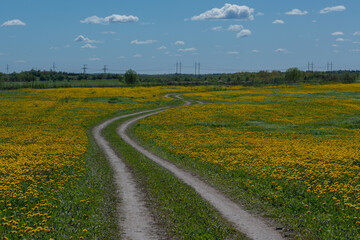 Fototapeta na wymiar Yellow flower field with a road stretching into the distance
