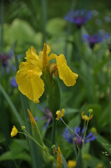 yellow iris on a rainy morning