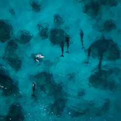 Looe Key Dolphins