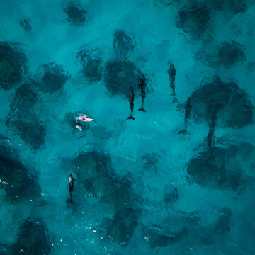 Looe Key Dolphins
