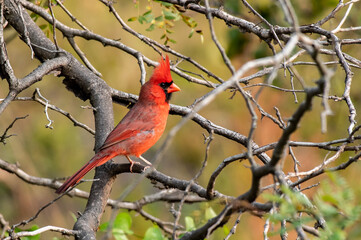 A Northern Cardinal with Erect Crest Perched on a Branch