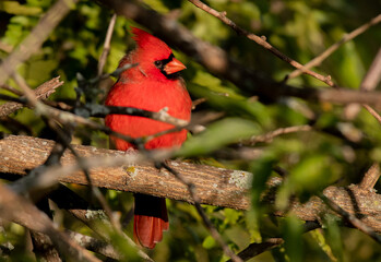 A Northern Cardinal Perched in a Bush