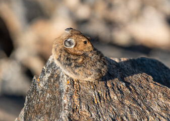 A Pika in the Morning Sunlight