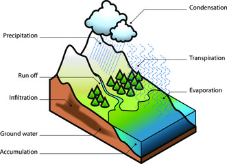 The water cycle showing evaporation, transpiration, condensation, precipitation, run off, infiltration, ground water and accumulation.