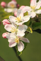 Naklejka na ściany i meble apple tree blossom