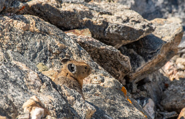 A Well Hidden Pika in the Rocky Cliffs 