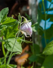 Pea flowers close-up on green background