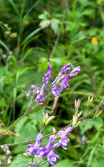 Aconitum excelsum flowers close-up on a green background
