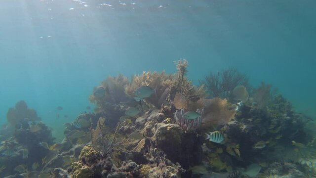 Coral reef in Mahahual - Mexico 4K