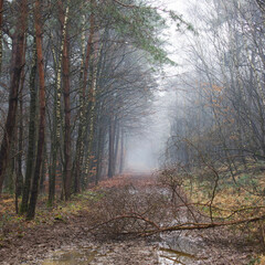 foggy forest - Brachter Wald in Germany
