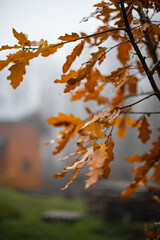 Orange oak leaves on a blurred background. Autumn landscape in the countryside.