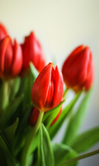 Tulips