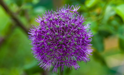 Indian onion allium giganteum  flowers closeup in summer