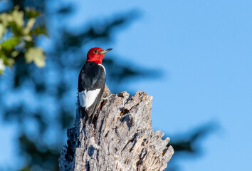 A Stunning Red-headed Woodpecker Pausing for a Photograph