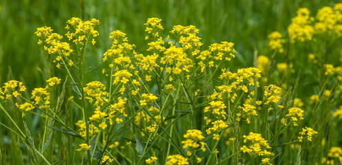 Yellow meadow flowers closeup in summer on a green background