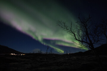 Aurora with tree silhouette