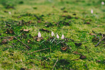 Snowdrops