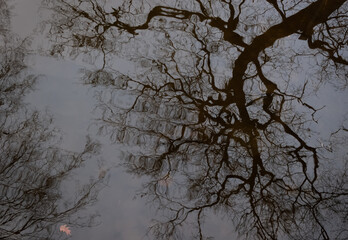 Branches of bare tree in still river water. Branches above reflected in river. Bare tree is in silhouette.