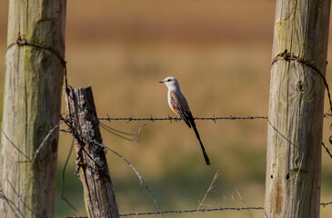 A Beautiful Scissor-tailed Flycatcher Perched on a Fence During a Summer Evening on Oklahoma