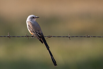 A Beautiful Scissor-tailed Flycatcher Perched on a Fence During a Summer Evening on Oklahoma